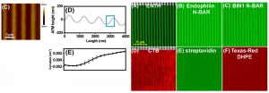 Surface topography and curvatures measured via AFM (left) Lipids and peripheral proteins on wavy membranes imaged via epi-fluorescence microscopy (right) Langmuir, August 2012 