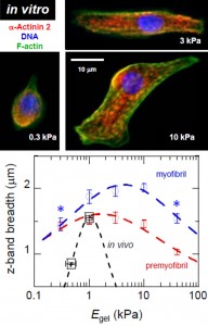 Living Smectics are sensitive to boundary Elasticity 