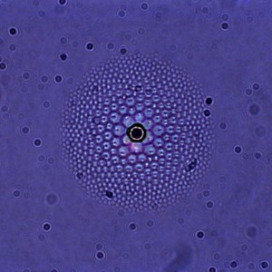 silica bead (center) in thin smectic film