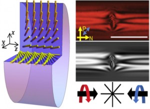 Fig. 2. (left) A twisted escaped-radial (TER) director configuration; in the perspective view, yellow rods represent LC directors which escape to the left (West). (right) Schematic diagram of a radial defect between two chiral TER domains, and (top-right) polarization microscopy image of the corresponding defect.