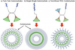 Three different topologies of amphiphilic Janus GD and the corresponding structures: (a) "Twin-Twin Carbohydrates", (b) "Single-Single Carbohydrate" and (c) "Twin-Mixed TEG:Carbohydrate". Color code: hydrophilic (blue), hydrophobic (green), aromatic (red).