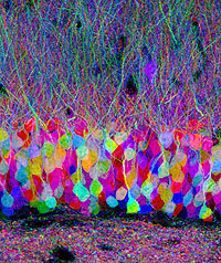 Photo: Jeff Lichtman, Harvard University: en.wikipedia.org/wiki/Brainbow