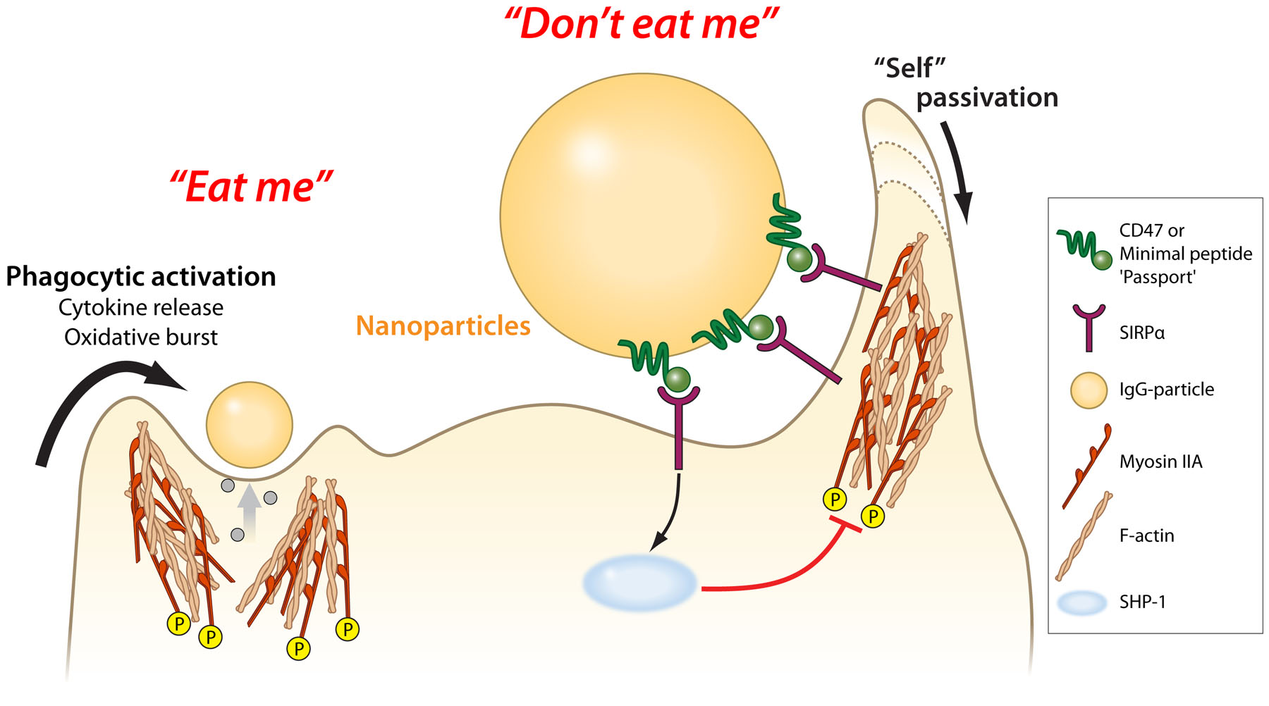 Protein 'Passport' That Help Nanoparticles Get Past Immune System - LRSM