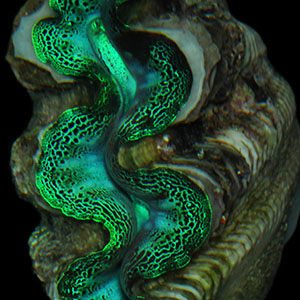 Alison Sweeney green clam