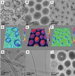 8.10 IRG3 janus_dendrimers 2