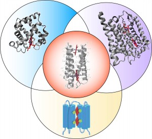 8.10 IRG4 one protein scaffold 2