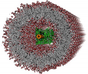 Programmable Membranes