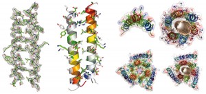 Sequences of designed peptides, native DSD, and control peptides.