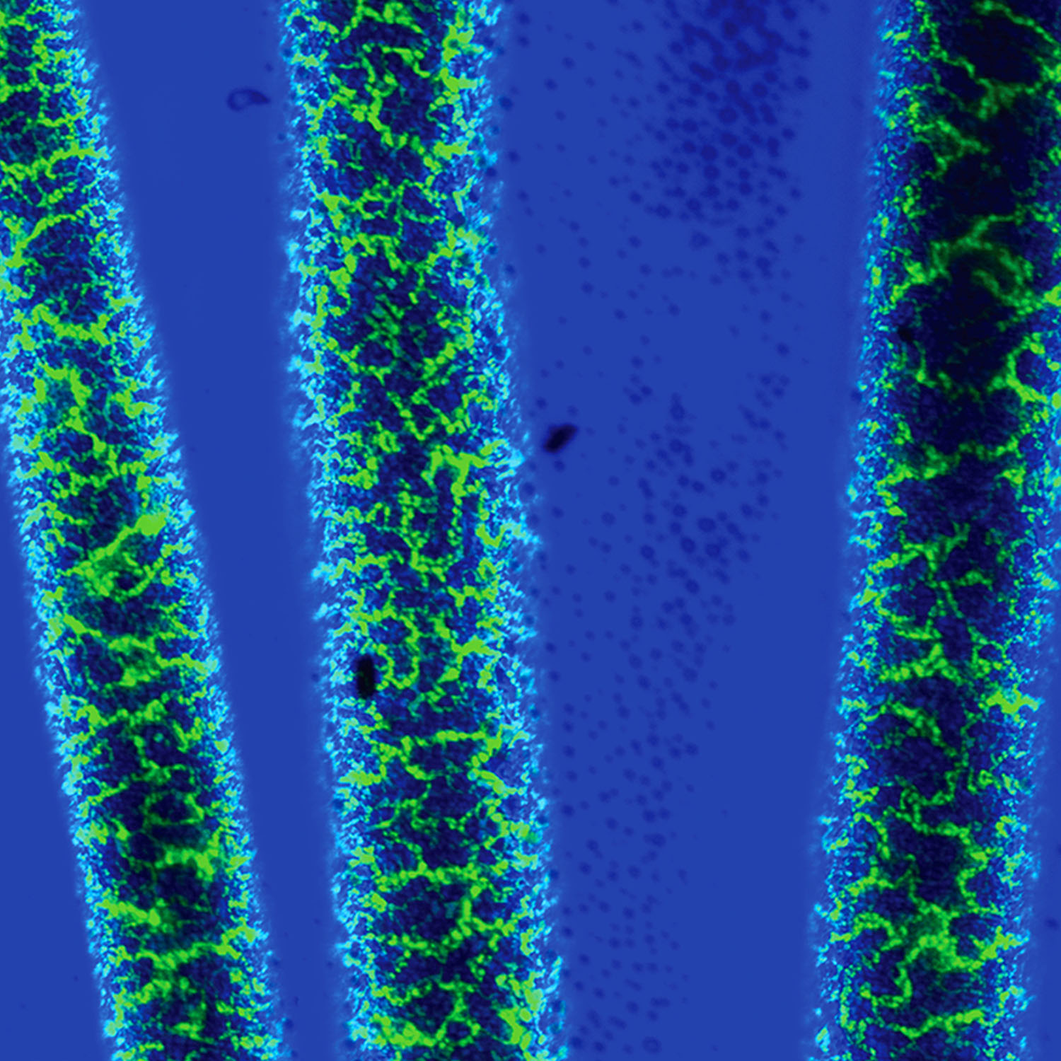 D. Lee, K. Stebe and M. Haase Devise Easier Way to Make Bijels