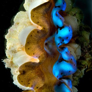 Reflectin on Giant Clams