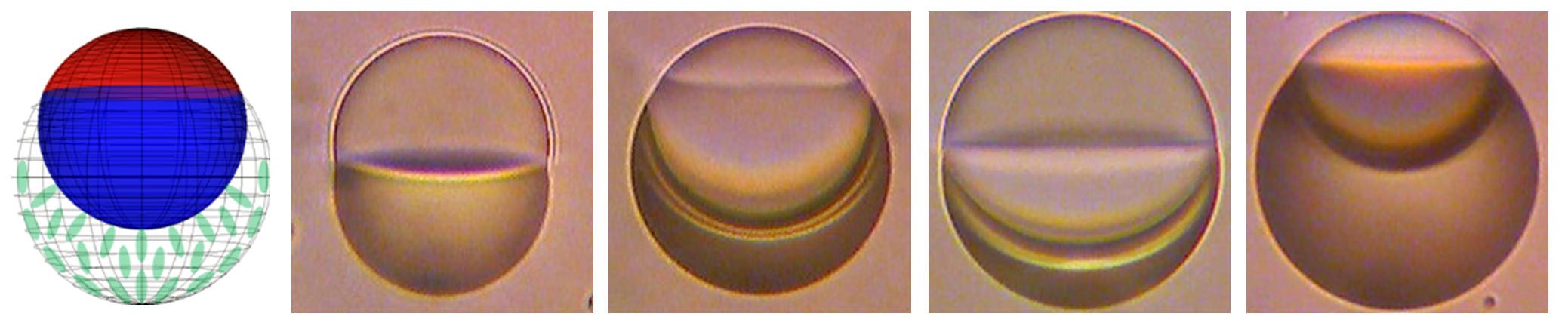 Fig. 1 (left) Schematic of a Janus droplet with two phase-separated compartments: polymer (top) and LC (bottom). (others) Bright-field images of LC Janus droplets with different polymer:LC volume ratios and background surfactant.