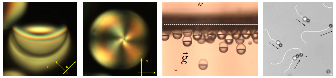 Fig. 2 (left) Side- and bottom-view polarized optical microscopy images of a Janus droplet. (middle) Floating aligned Janus droplets near an air–water interface. (left) Self-propelled motion of Janus droplets and LC droplets.