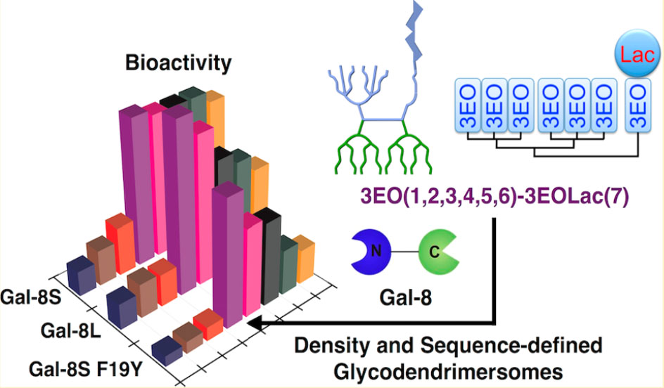 Glycodendrimersomes from sequence-defined Lac-presenting Janus glycodendrimers reveal high activity and sensor capacity for the agglutination by natural variants of human lectins Gal-8.