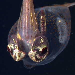 Sweeney Lab Sheds Light on Squid Invisibility