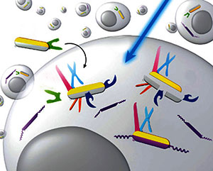 Ivan J. Dmochowski / Designing Light-Responsive Molecules for Biomedical Applications