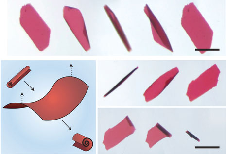 MRSEC SEED Project Builds Simple Microrobots Powered by DNA