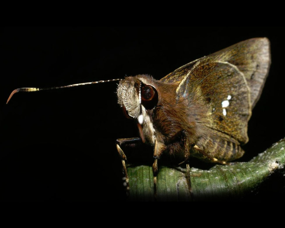 Penn Collaboration Produces Surprising Insights Into the White Spots on Butterfly Wings