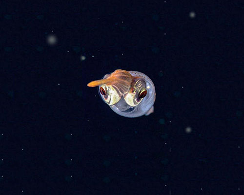 Alison Sweeney Identifies How Squid Have Evolved to See in Dim Ocean Water