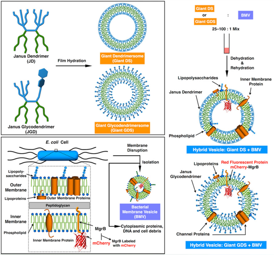 Illustration of the assembly of hybrid vesicles from artificial dendrimersome and natural E. Coli components.