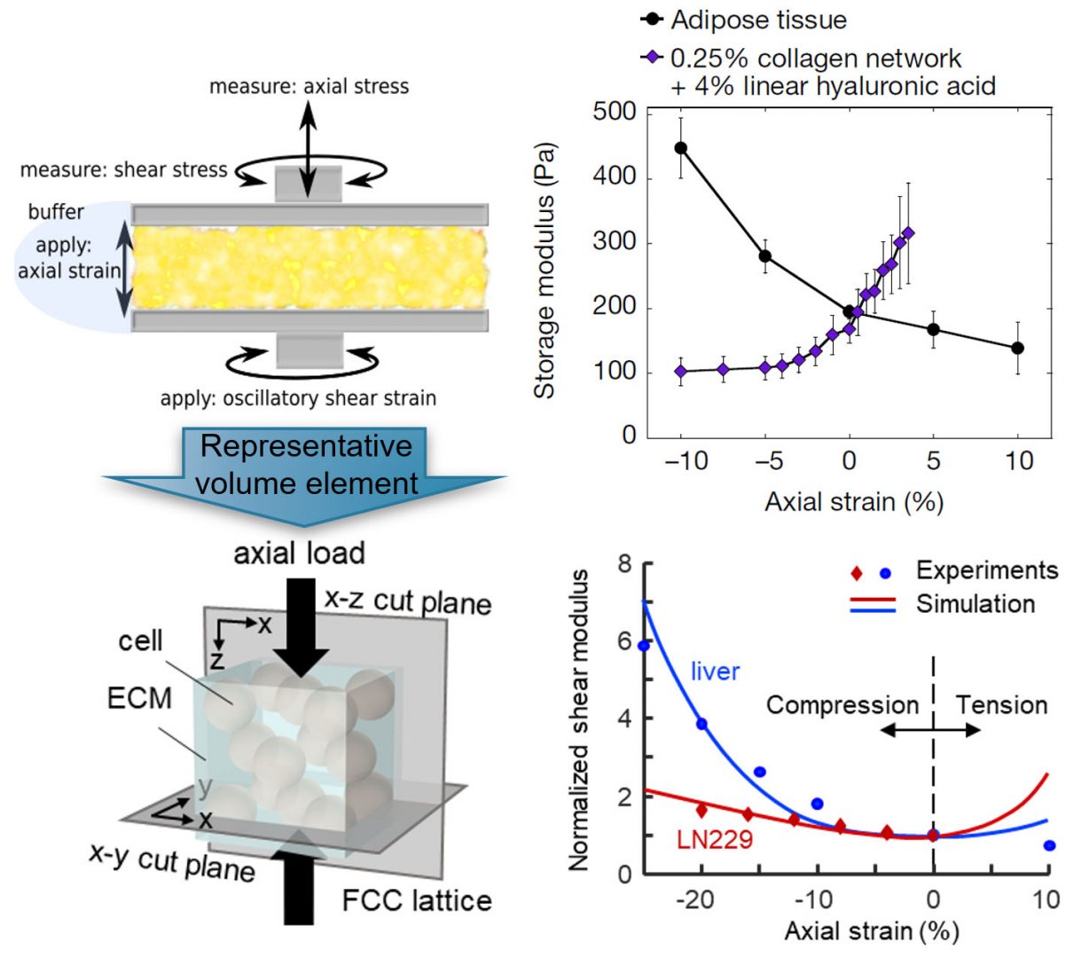 Figure: multiaxial response of soft tissues to predicted response of the network model from the Shenoy group, and Polymer networks that soften in compression but stiffen in extension can be converted to materials that stiffen in compression but not in extension by including within the network either cells or inert particles to restrict the relaxation modes of the fibrous networks that surround them with predicted response of the network model from the Shenoy group