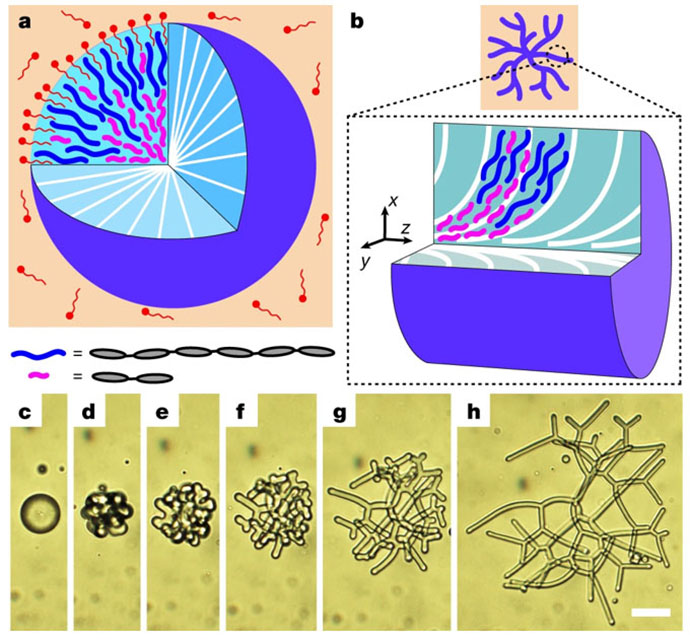 fure: Figure illustrating reconfigurable nematic liquid crystal drops filled with polydisperse nematic liquid crystal oligomers (NLCOs)