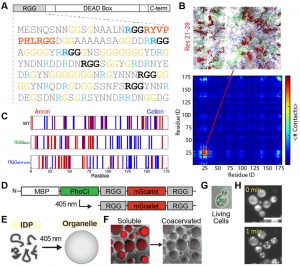 Fig. 1. A. Sequence of disordered RGG domain of Laf-1. B. Coarse-grain simulations identifies hydrophobic motif 21-28 that self-associates for condensation. C. Re-design of charge partitioning tunes phase behavior. D-F. Photocleavable RGG construct undergoes soluble to condensed transition upon 405 nm illum. G-H. Expression and optically induced condensation construct (D) in a model single cell system.