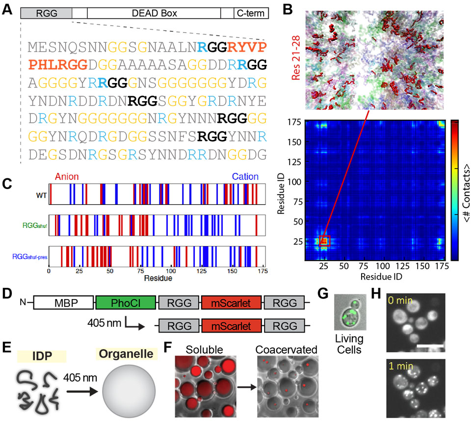 Fig. 1. A. Sequence of disordered RGG domain of Laf-1. B. Coarse-grain simulations identifies hydrophobic motif 21-28 that self-associates for condensation. C. Re-design of charge partitioning tunes phase behavior. D-F. Photocleavable RGG construct undergoes soluble to condensed transition upon 405 nm illum. G-H. Expression and optically induced condensation construct (D) in a model single cell system.