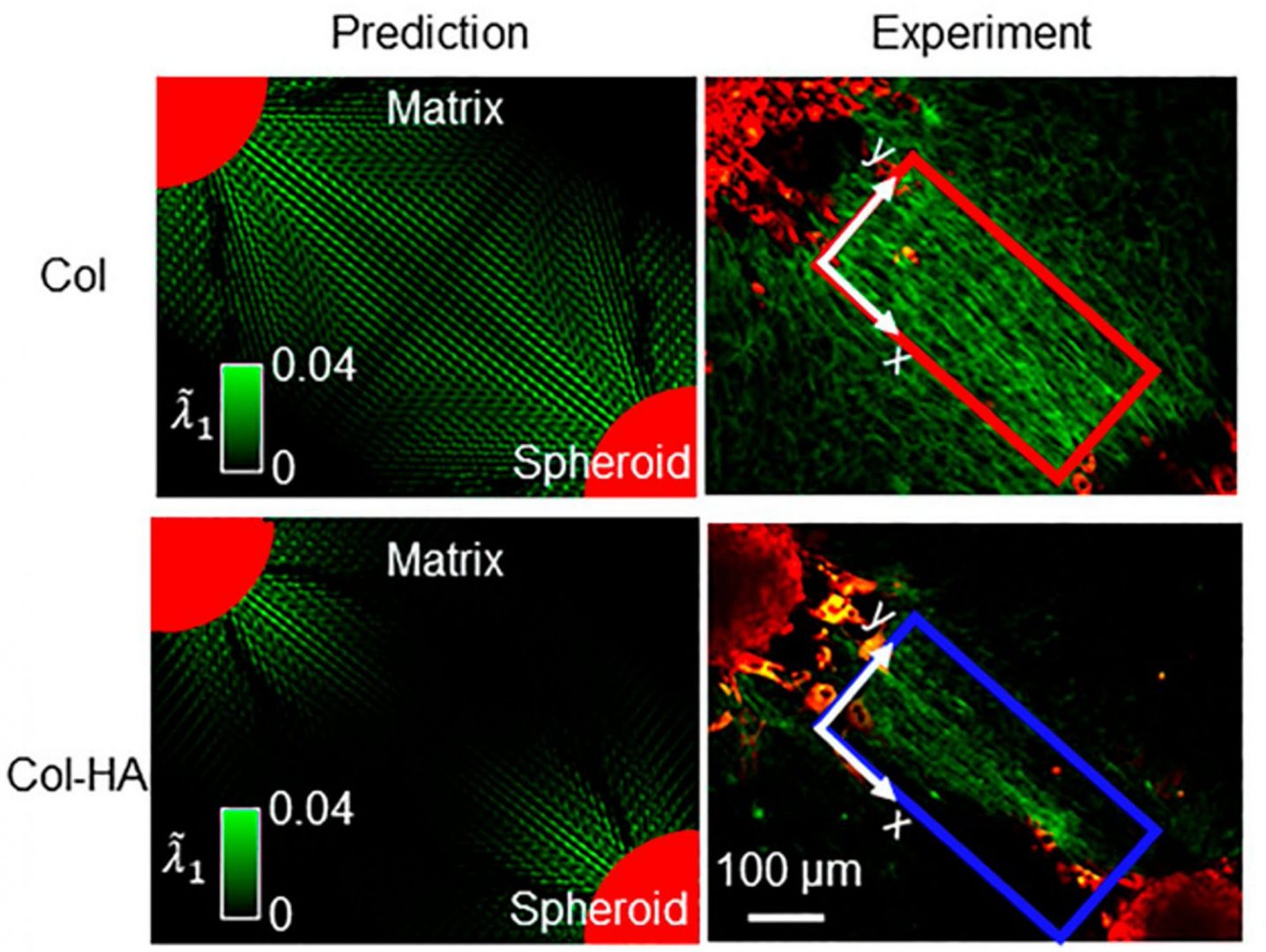 Janmey-Wells-Shenoy figure of collagen networks prediction & experiment