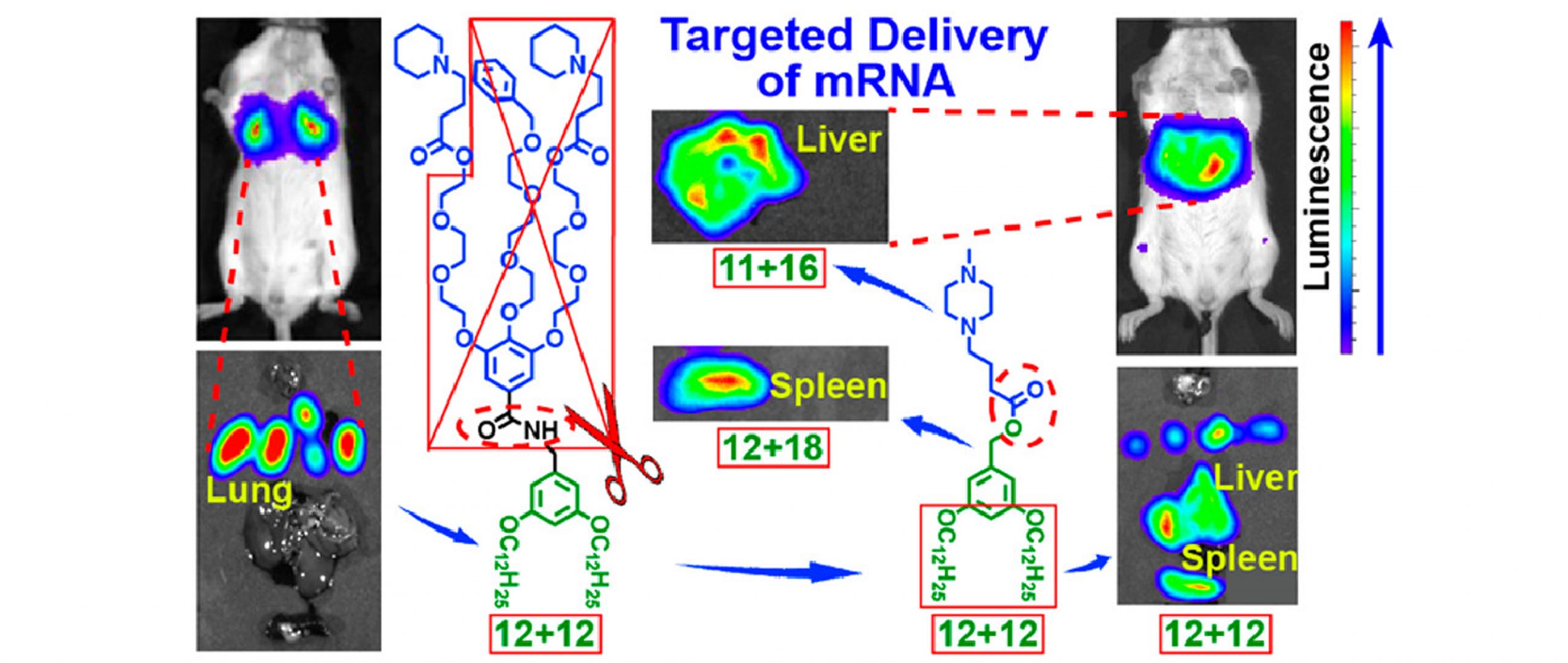 Targeted Delivery of Luc-mRNA of the Sequence-Defined IAJD DNPs