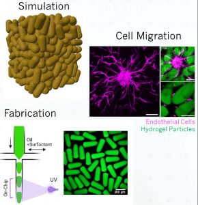 burdick-lee figure 1, of Simulation, Cell Migration and Fabrication