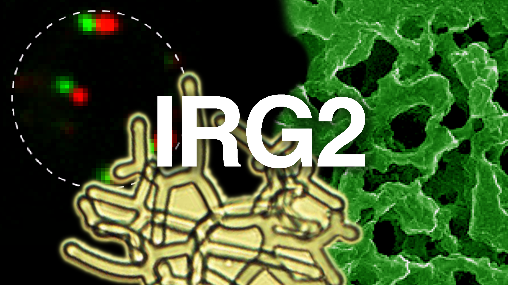 IRG2 Featured Image
